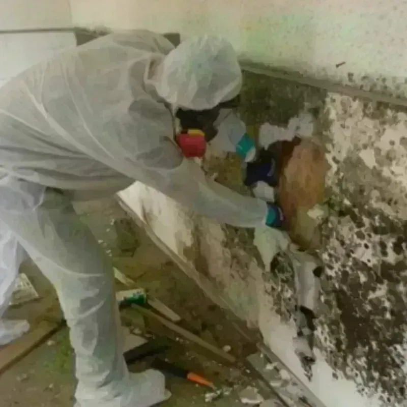 Mold Remediation and Removal in Solano County, CA